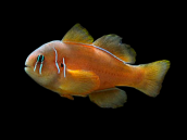 Gobiodon citrinus 3-5cm
