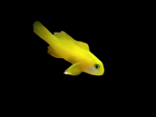 Gobiodon okinawae 2-4 cm YELLOW
