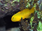 Gobiodon okinawae M