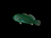 Gobiodon rivulatus M