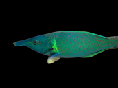 Gomphosus caeruleus M&acirc;le 10-15 cm Vert