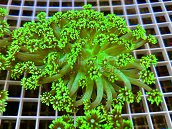 Goniopora stokesi Green fusion 03
