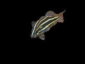 Grammistes sexlineatus 5-8 cm