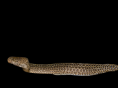 Gymnothorax pictus 30-50 cm