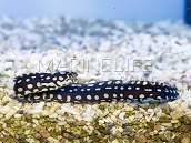 Gymnothorax prionodon 10-15 cm