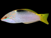 Halichoeres hortulanus Female Juvenile 4-5 cm
