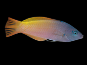 Halichoeres prosopeion 6-8cm