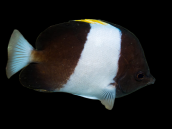 Hemitaurichthys zoster 4-7 cm