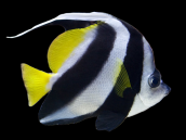 Heniochus acuminatus M