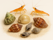 Kit D&eacute;tritivores Roches et Sable 05/ 1000 - 1500 Litres