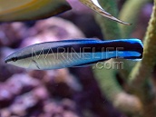 Labroides dimidiatus 3-5cm