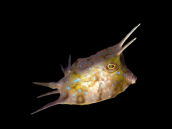 Lactoria cornuta 6-8 cm