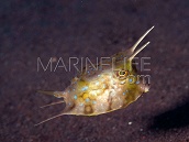 Lactoria cornuta 6-8cm
