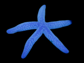 Linckia laevigata 10-15 cm Blue