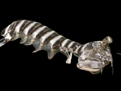 Lysiosquillina maculata 15-20 cm