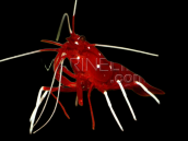 Lysmata debelius 4-5cm