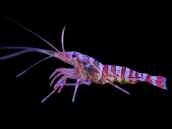 Lysmata kuekenthali 4-5 cm