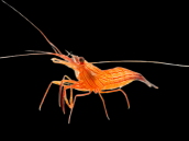Lysmata vittata 3-4 cm
