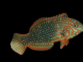 Macropharyngodon ornatus 5-8 cm