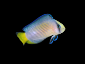 Manonichthys splendens M