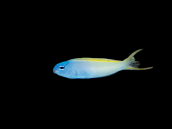 Meiacanthus atrodorsalis M
