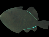 Melichthys indicus 8-10cm