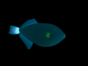 Melichthys vidua 8-12 cm