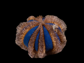 Mespilia globulus 5-6 cm