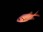 Myripristis murdjan 10-15 cm