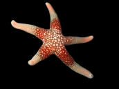 Nardoa sp. 10-15 cm Orange