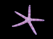 Nardoa tuberculata 8-10cm