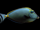 Naso elegans Juvenile 5-8 cm Orange back fin