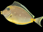 Naso lituratus M/L