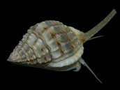 Nassarius spp. 2-3 cm - Lot de 10