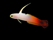 Nemateleotris magnifica M