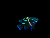 Neoglyphidodon oxyodon 3-4 cm