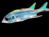 Neoniphon sammara 10-15 cm