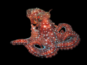 Octopus macropus 15-20 cm Red