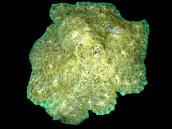 Octopus spp. 5-10 cm