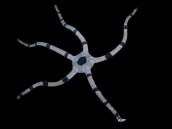 Ophiolepis superba M