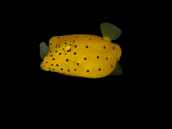 Ostracion cubicus Juvenile 3-5 cm