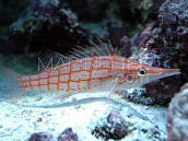 Oxycirrhites typus L