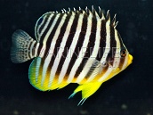 Paracentropyge multifasciata 5-7cm