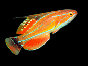 Paracheilinus carpenteri M