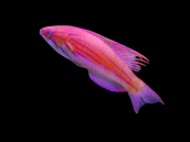 Paracheilinus cyaneus Male 4-5 cm