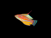 Paracheilinus flavianalis Male 4-5 cm