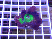 Pectinia spp bicolor 02 FRAG