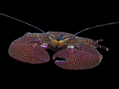 Petrolisthes spp. 3-5 cm