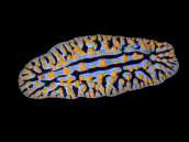 Phyllidia spp. 3-4 cm Colourful