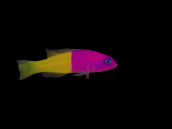 Pictichromis paccagnellae M